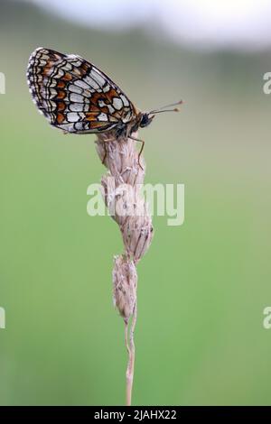 Heath fritillary Butterfy - Melitaea athalia auf einer trockenen Pflanze im Sommer Stockfoto