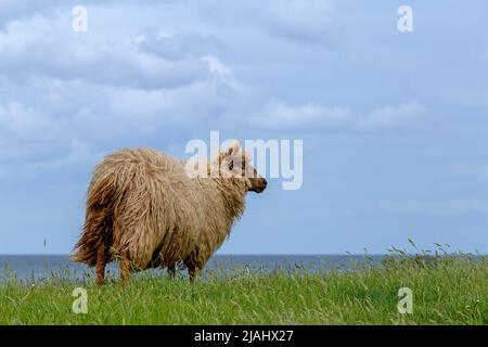 Norwegische Schafe auf dem Deich, Falshöft, Geltinger Birk, Schleswig-Holstein, Deutschland Stockfoto