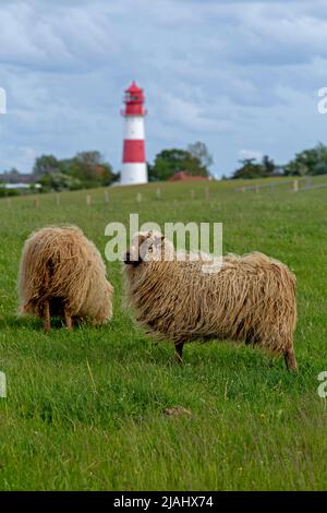 Norwegische Schafe auf dem Deich, Leuchtturm, Falshöft, Geltinger Birk, Schleswig-Holstein, Deutschland Stockfoto