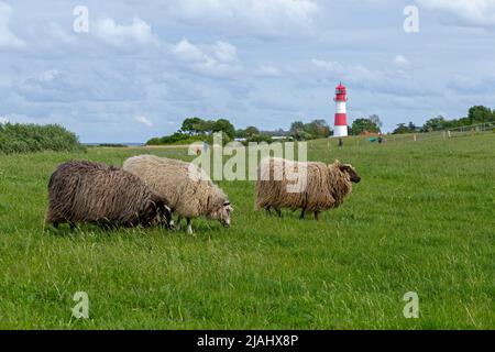 Norwegische Schafe auf dem Deich, Leuchtturm, Falshöft, Geltinger Birk, Schleswig-Holstein, Deutschland Stockfoto