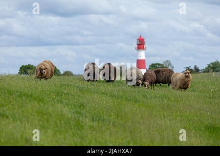 Norwegische Schafe auf dem Deich, Leuchtturm, Falshöft, Geltinger Birk, Schleswig-Holstein, Deutschland Stockfoto