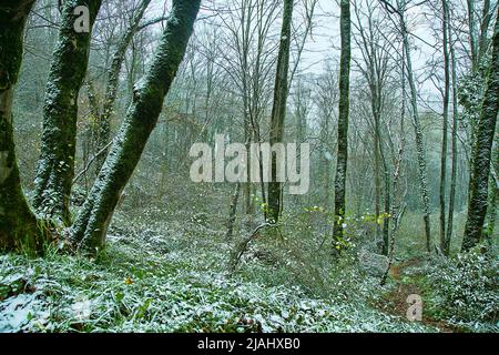 Der subtropische Wald ist mit Schnee bedeckt. Hainbuchen ist mit grünem Efeu bedeckt. Wetterkataklysmus, Klimaschwankungen Stockfoto