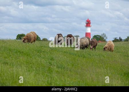 Norwegische Schafe auf dem Deich, Leuchtturm, Falshöft, Geltinger Birk, Schleswig-Holstein, Deutschland Stockfoto