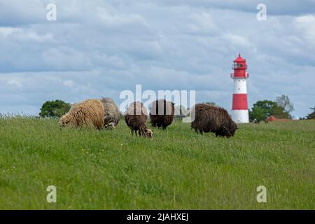 Norwegische Schafe auf dem Deich, Leuchtturm, Falshöft, Geltinger Birk, Schleswig-Holstein, Deutschland Stockfoto