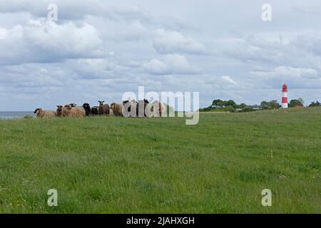 Norwegische Schafe auf dem Deich, Leuchtturm, Falshöft, Geltinger Birk, Schleswig-Holstein, Deutschland Stockfoto