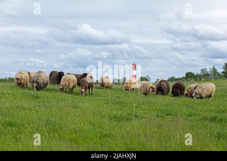 Norwegische Schafe auf dem Deich, Leuchtturm, Falshöft, Geltinger Birk, Schleswig-Holstein, Deutschland Stockfoto