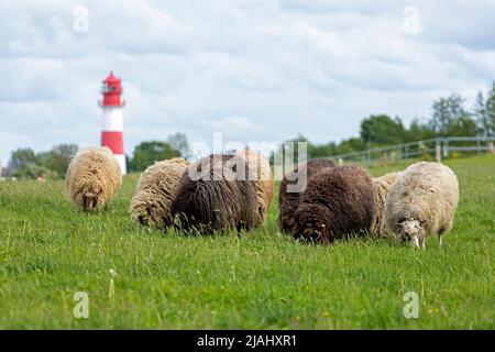 Norwegische Schafe auf dem Deich, Leuchtturm, Falshöft, Geltinger Birk, Schleswig-Holstein, Deutschland Stockfoto