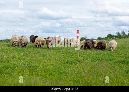 Norwegische Schafe auf dem Deich, Leuchtturm, Falshöft, Geltinger Birk, Schleswig-Holstein, Deutschland Stockfoto