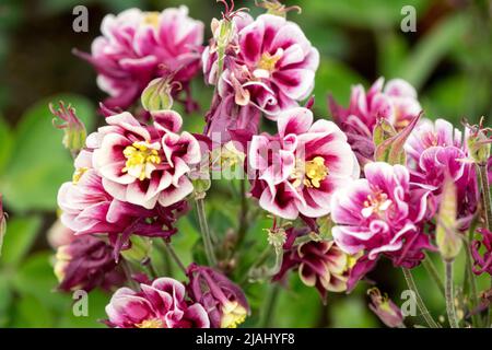 Europäische Kolumbine, Aquilegia vulgaris 'Winky rot und weiß', Gemeine Kolumbine Stockfoto