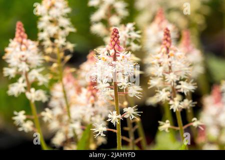 Schaumblüte, Tiarella 'Zucker und Gewürz', Garten, Weiß, Blumen Stockfoto