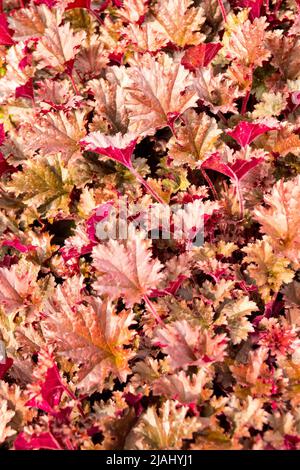 Laubgarten Blätter Heuchera „Dark Secret“ Lila Blätter Heucheras Pflanze Korallenglocken Alumroot Coralbells Alaun Wurzel Stockfoto