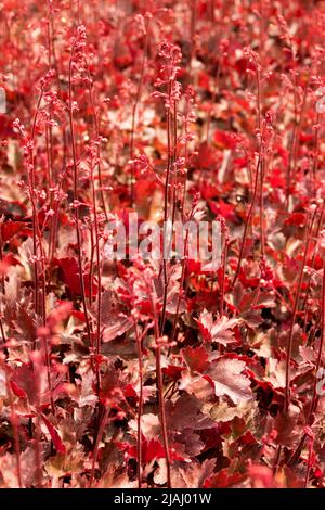 Heuchera „Neptun“ Heuchera Blätter Gartenpflanze Blassrote Laubblumen Heucheras Stockfoto