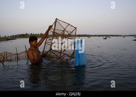 Eine Person sammelt Garnelen in einem Gher (Garnelenfirma) in Mathbari, einem fernen Dorf in Sundarbans. Mathbari, Kaira, Bangladesch. 04.Mai 2007. Stockfoto