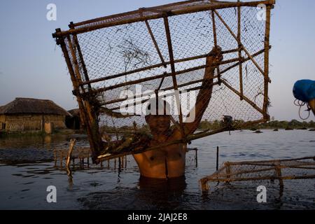 Eine Person sammelt Garnelen in einem Gher (Garnelenfirma) in Mathbari, einem fernen Dorf in Sundarbans. Mathbari, Kaira, Bangladesch. 04.Mai 2007. Stockfoto