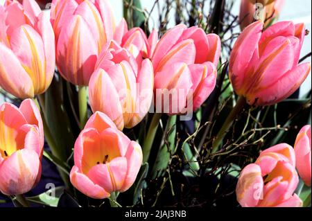 Bunte Tulpenbüschel; Bunter Tulpenstrauß Stockfoto