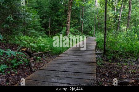 Von Wanderern verwendeter Holzweg durch einen Wald im Arrowhead Park, Ontario, Kanada Stockfoto