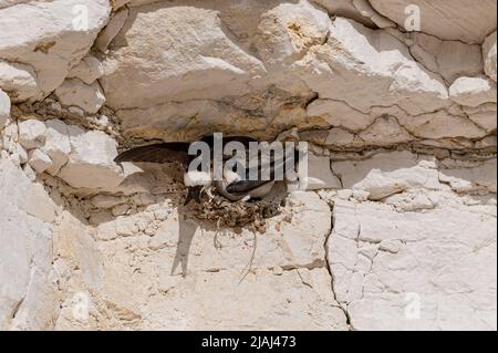 House martin Vögel, Delichon urbicum, Bau Nistbecher aus Schlamm in Lücken auf den Kreidefelsen Yorkshire, Großbritannien Stockfoto