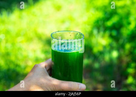 Ein Glas mit einem grünen Getränk mit Chlorophyll, hergestellt aus frischen grünen Blattpflanzen in der Hand einer Frau. Gesunder Vitamin-Smoothie, der den Körper reinigt. Stockfoto