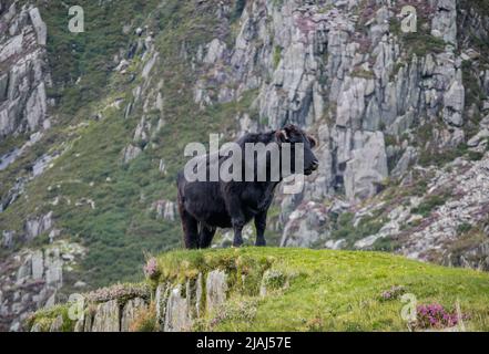 Muskulöser Bulle in einer Kampfposition, mit Blick auf Kreuz, in einer Bergszene. Stockfoto