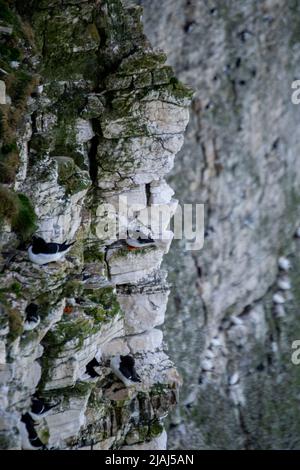 Puffin (Fratercula Arctica) und Razorbill (Alca torda) auf einer Klippe im Vereinigten Königreich Stockfoto