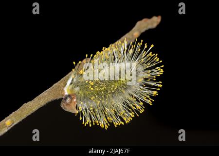 Blühende Kätzchen einer Weide Stockfoto