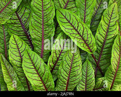 Rotadern-Sauerampfer Draufsicht. Frische mikrogrüne Sorrel-Blätter. Hintergrund von grünen Blättern mit roten Adern. Frische Kräuter für Salat. Stockfoto