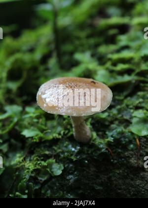 Feuchter Pilz auf dem Regenwaldboden Stockfoto