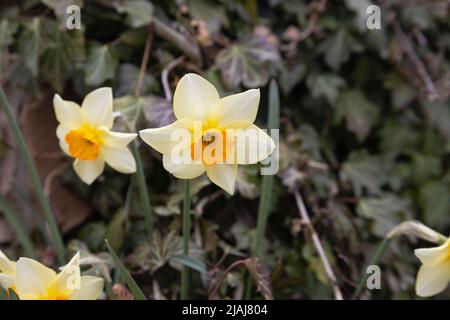 Daffodil (Narcissus pseudonarcissus), auch als gewöhnliches Narzissus oder Trompetennarzissus bezeichnet. Schöne Panoramaquelle Natur Hintergrund mit Daffodil Flo Stockfoto