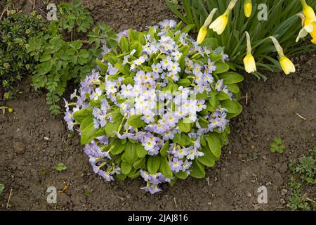 Blaue Primrose der Sorte 'Supernova Rose Bicolor' in der Gartenansicht von oben. Blühender primula elatior im Blumenbeet im Hof. Ein Frühlingsbusch Stockfoto