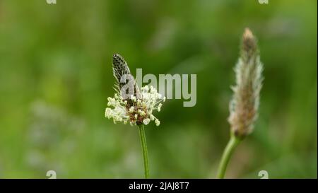 Spitzwegerich (Plantago lanceolata), auch bekannt als Skewort, Lungenblatt oder Schlangenzunge Stockfoto