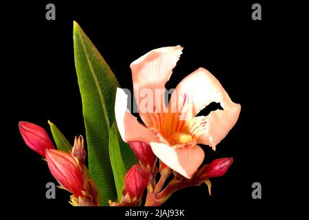 Nerium Oleander, Einzelblume, Makroaufnahme Stockfoto