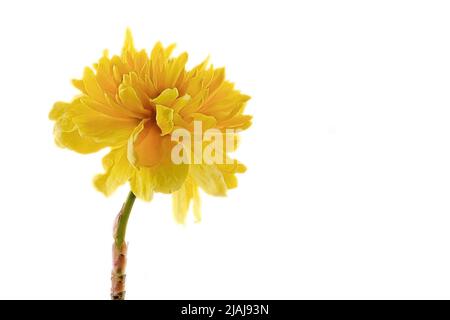 Gelber Ranunculus-Strauch - Kerria japonica - auf weißem Hintergrund Stockfoto