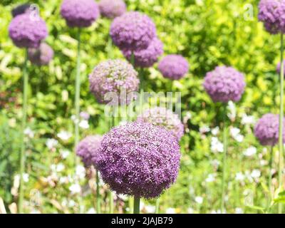 Nahaufnahme der Blüte der Alliumblume Stockfoto