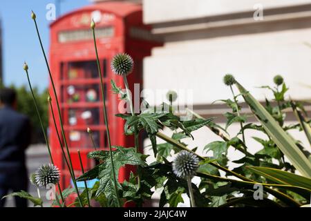 Nahaufnahme von Kugeldisteln in einem Stadtgarten in London mit einer traditionellen, verwackelten roten Telefonbox im Hintergrund Stockfoto