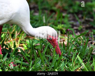 White Ibis Nahrungssuche Stockfoto