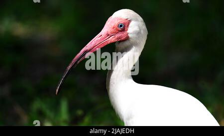 White Ibis In Grass Stockfoto