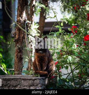 Porträt einer streunenden roten Katze mit schwarzem Kopf auf dem Stein sitzend mit verschwommenen Ästen und roten Rosen auf dem Hintergrund in Plovdiv, Bulgarien Stockfoto