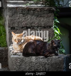 Zwei streunende Katzen - eine schwarze vorne, eine gelbe gestromte Katze dahinter - liegen ruhig in entgegengesetzte Richtungen auf dem Steinzaun an der alten Straße Stockfoto