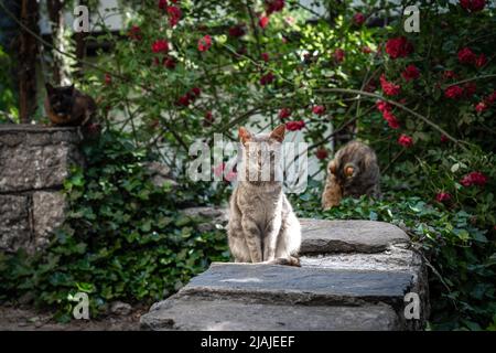 Porträt einer streunenden gestromten Katze, die ruhig mit grünen Blättern, roten Rosen und zwei anderen Katzen im Hintergrund in Plovdiv, Bulgarien, sitzt Stockfoto