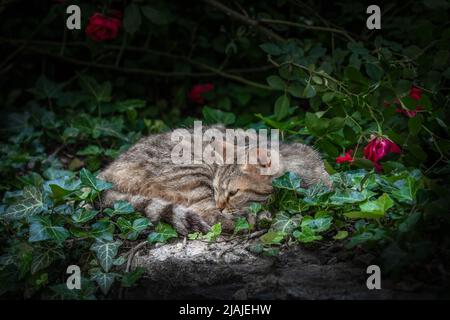 Porträt einer streunenden, gestromten Katze, die ruhig zwischen grünen Efeu- und roten Rosen in Plovdiv, Bulgarien, schläft Stockfoto