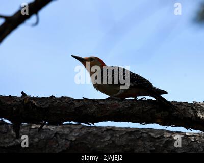 Rotbauchspecht am Gliedmaßen Stockfoto