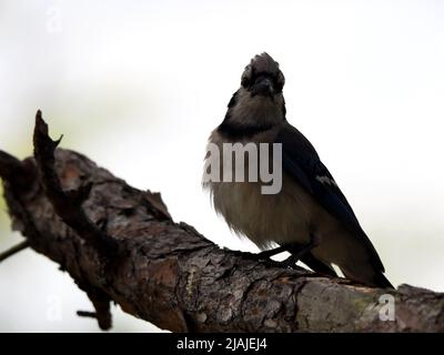 Gekrönter Blauer Jay Stockfoto