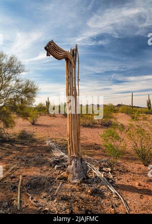 Toter Saguaro-Kaktus in der Sonoran-Wüste Stockfoto