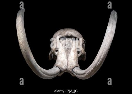 Ein Mammutschädel - Mammuthus, isoliert auf einem schwarzen Hintergrund Stockfoto