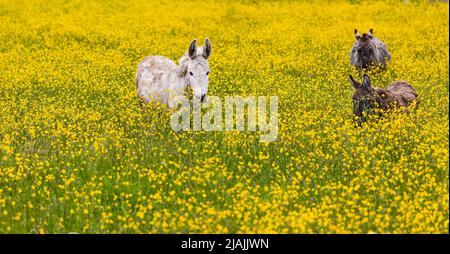 Familie von Eseln im Frühling im Freien. Esel auf der Wiese Stockfoto