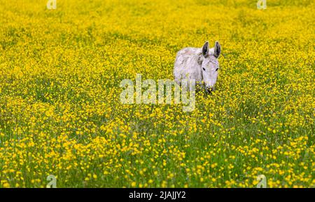 Familie von Eseln im Frühling im Freien. Esel auf der Wiese Stockfoto