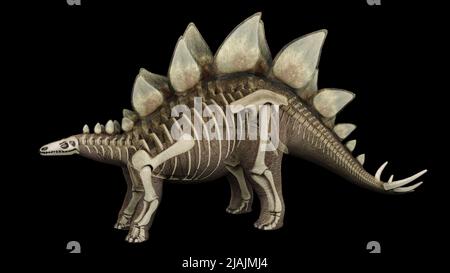 3D Darstellung des Stegosaurus, mit Überlagerung des Skelettsystems. Stockfoto