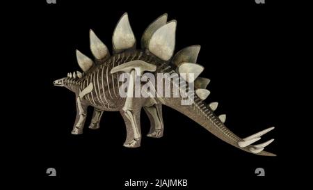 3D Darstellung des Stegosaurus, mit Überlagerung des Skelettsystems. Stockfoto