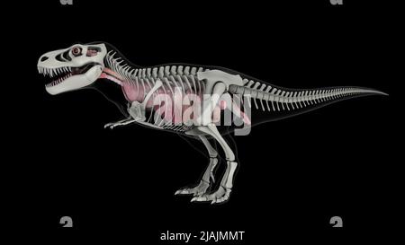 Innere Anatomie des T-rex mit Skelettstruktur. Stockfoto