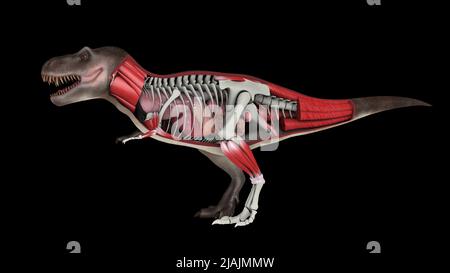 Querschnitt durch die innere Anatomie des Tyrannosaurus rex. Stockfoto